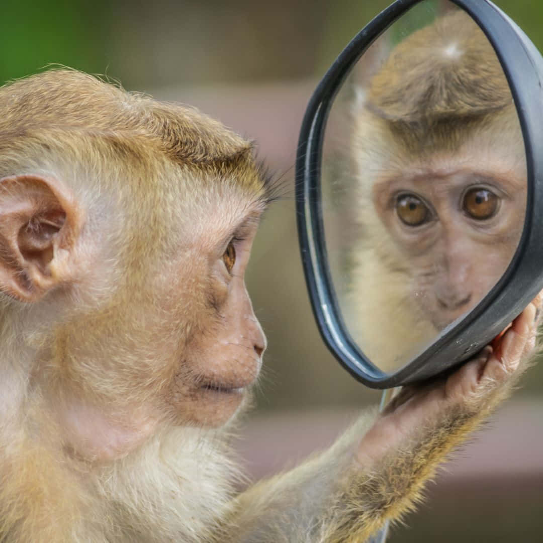 प्यारा सुंदर बंदर वॉलपेपर