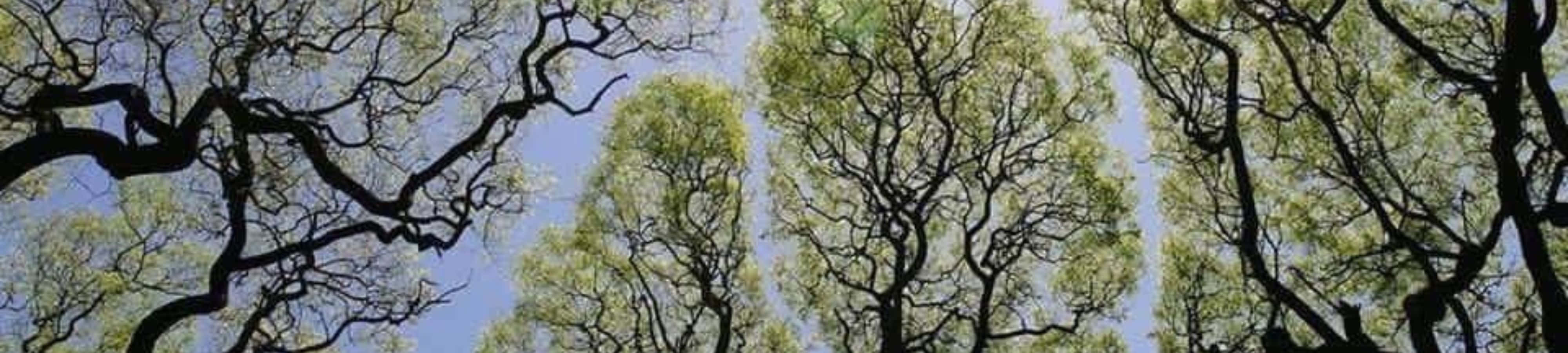 प्रकृति की सुंदरता को इस भव्य दृश्य से निहारें वॉलपेपर