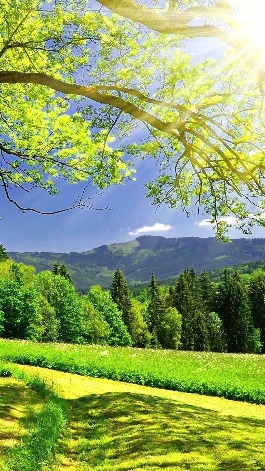 प्रकृति फोन पेड़ पहाड़ों के नीचे वॉलपेपर