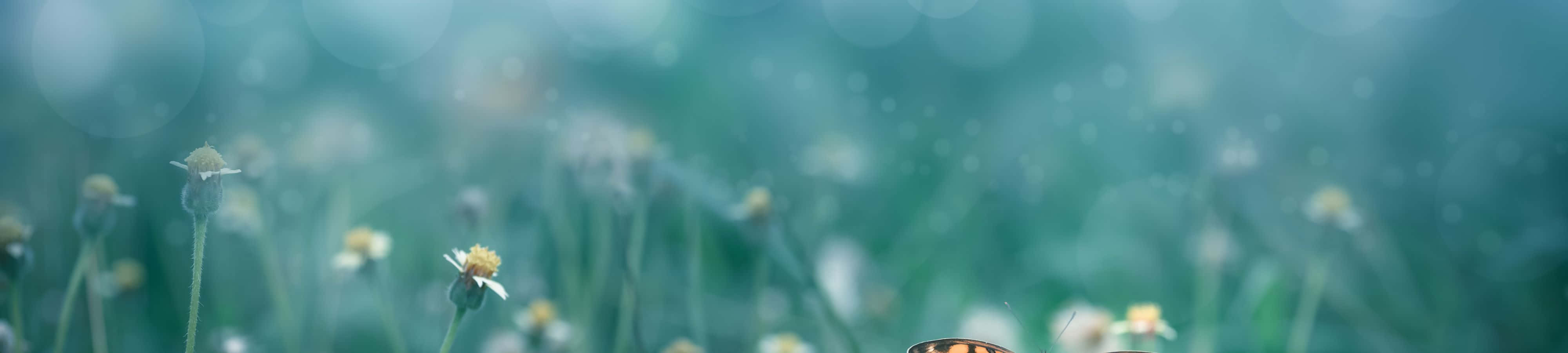 प्रकृति से प्रेरित हों वॉलपेपर