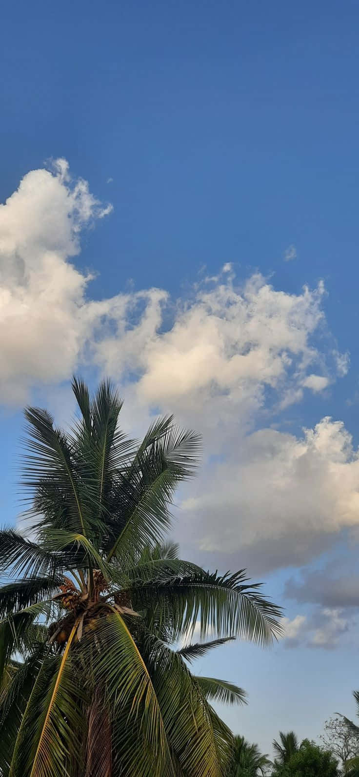 प्राकृतिक दृश्य ताड़ के पेड़ों की तस्वीर वॉलपेपर