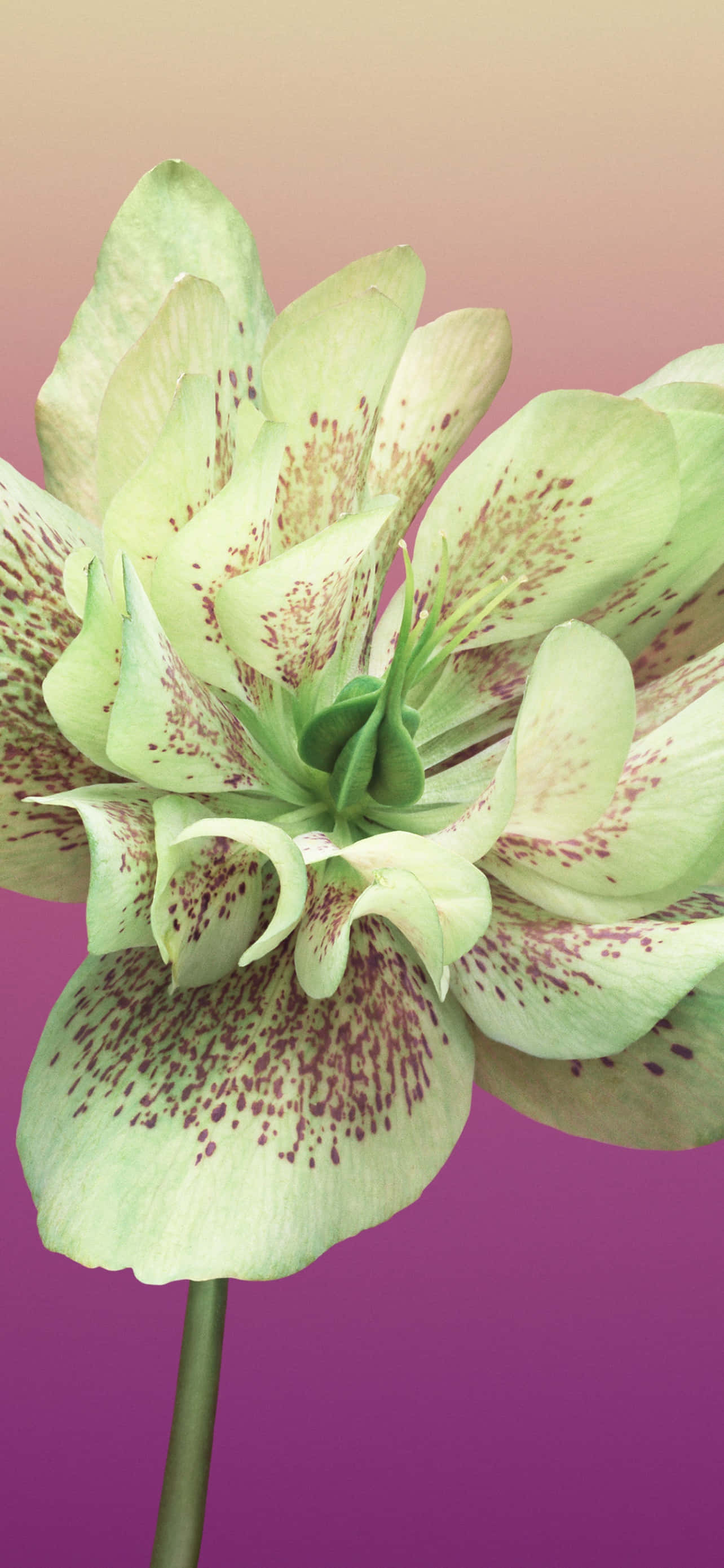 फूल iPhone Helleborus Orientalis तस्वीर वॉलपेपर