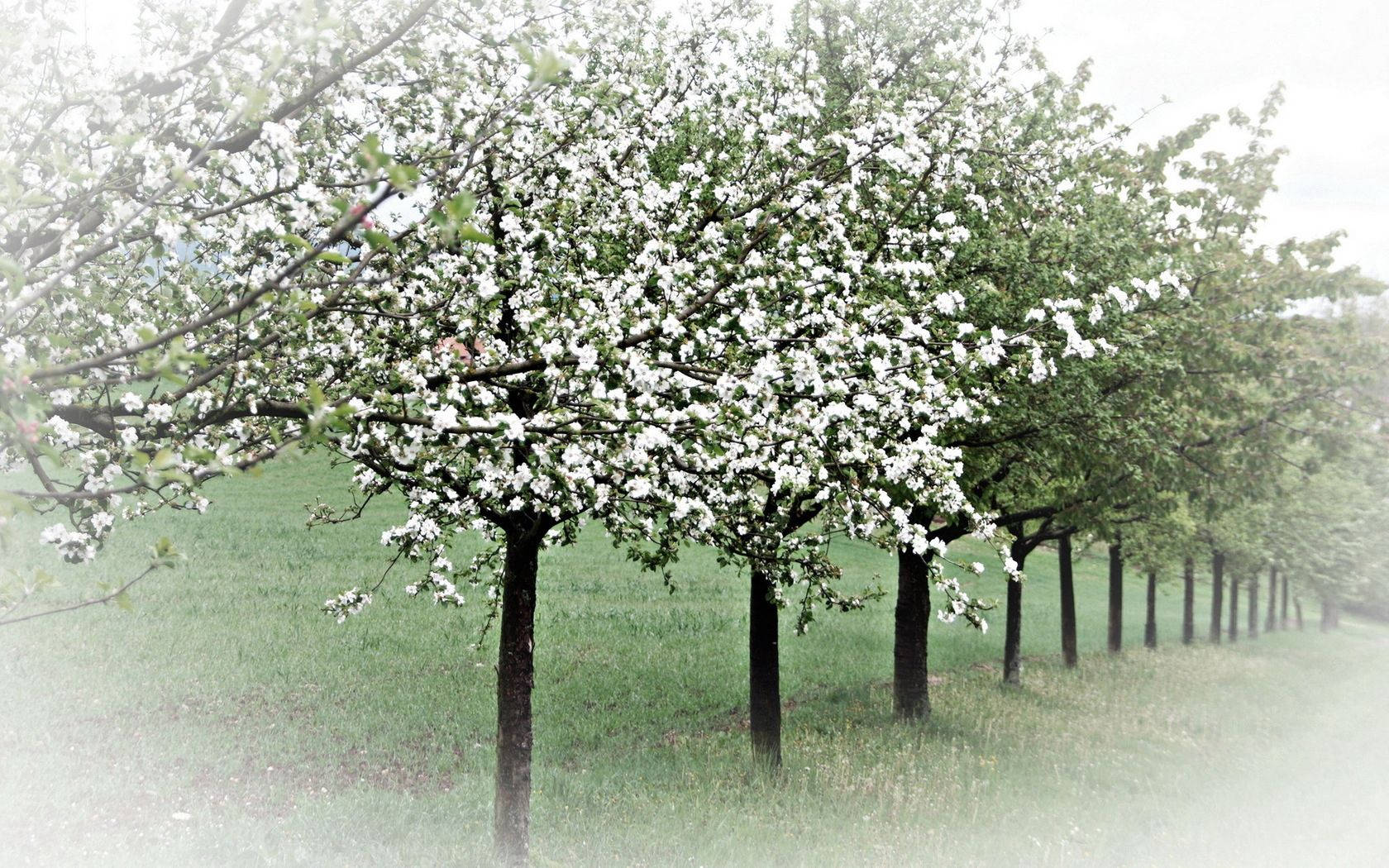 बसंत के पेड़ वॉलपेपर