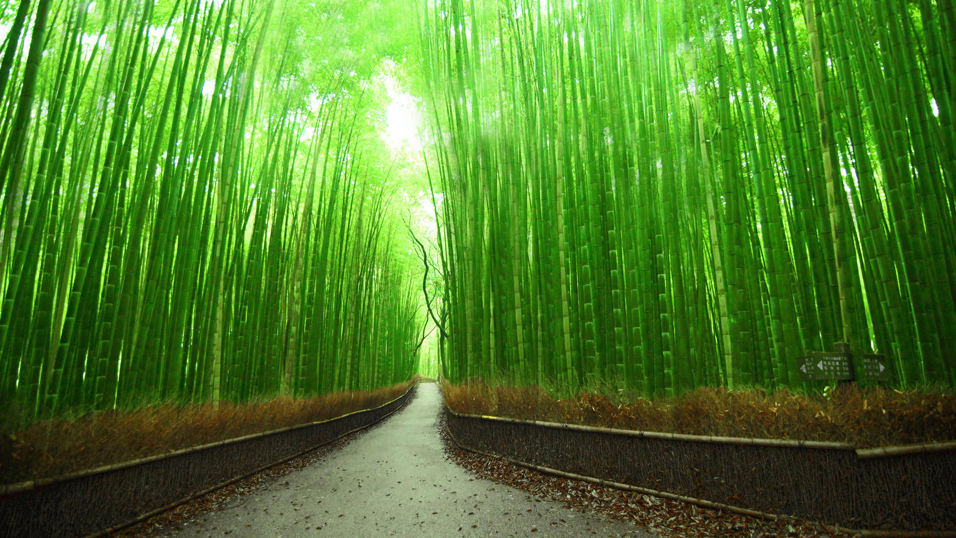 बांस 4K पथ क्योटो जापान — Japan GIF वॉलपेपर