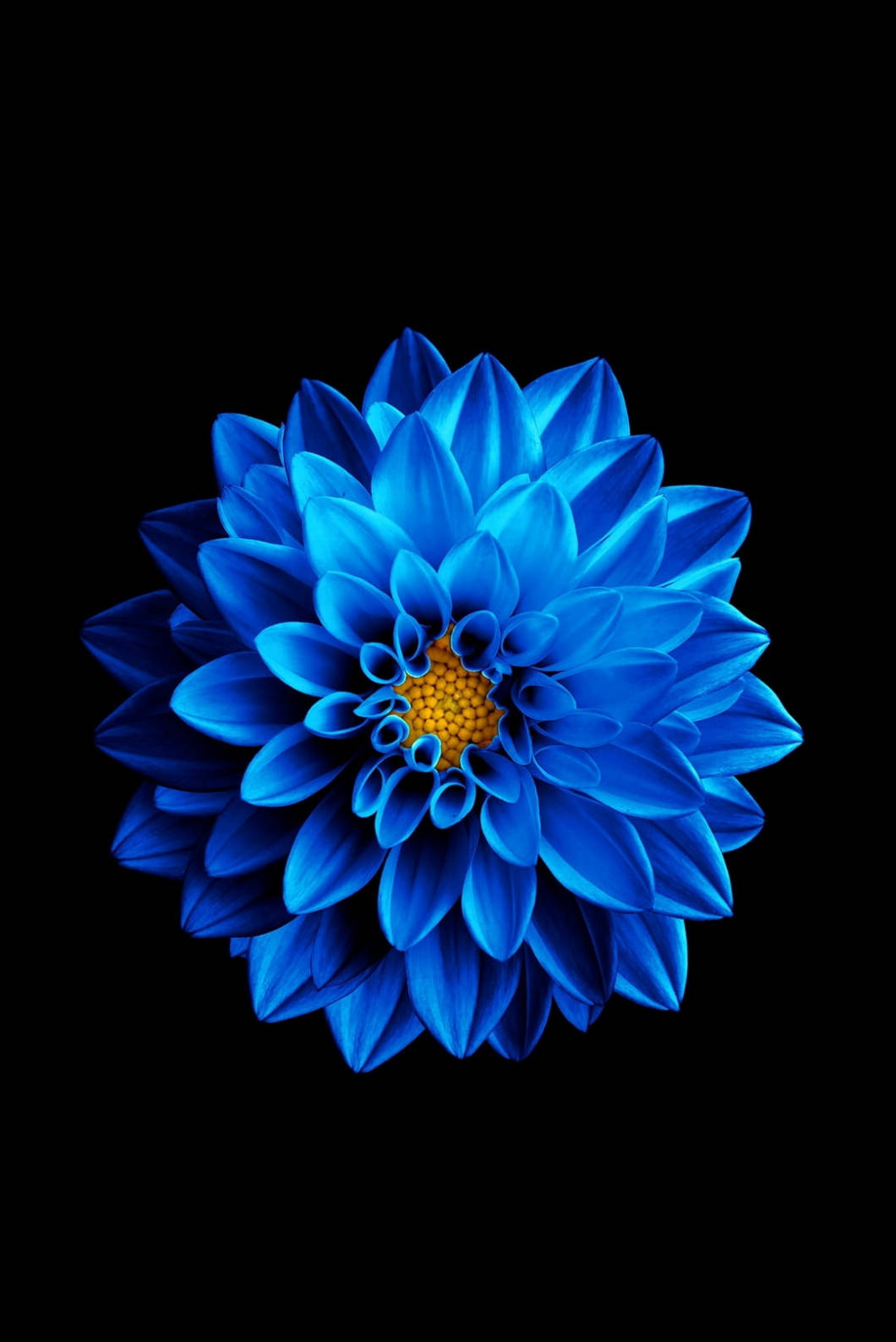 ब्लू लोटस फ्लावर iPhone 4s वॉलपेपर
