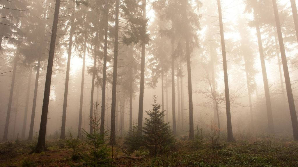 भोर में रहस्यमयी कोहरे से भरा जंगल वॉलपेपर