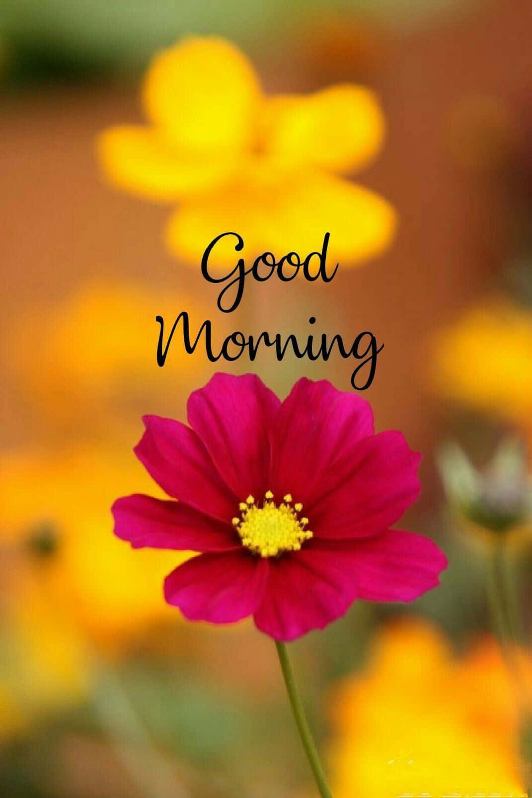 मनमोहक सुप्रभात फूल वॉलपेपर