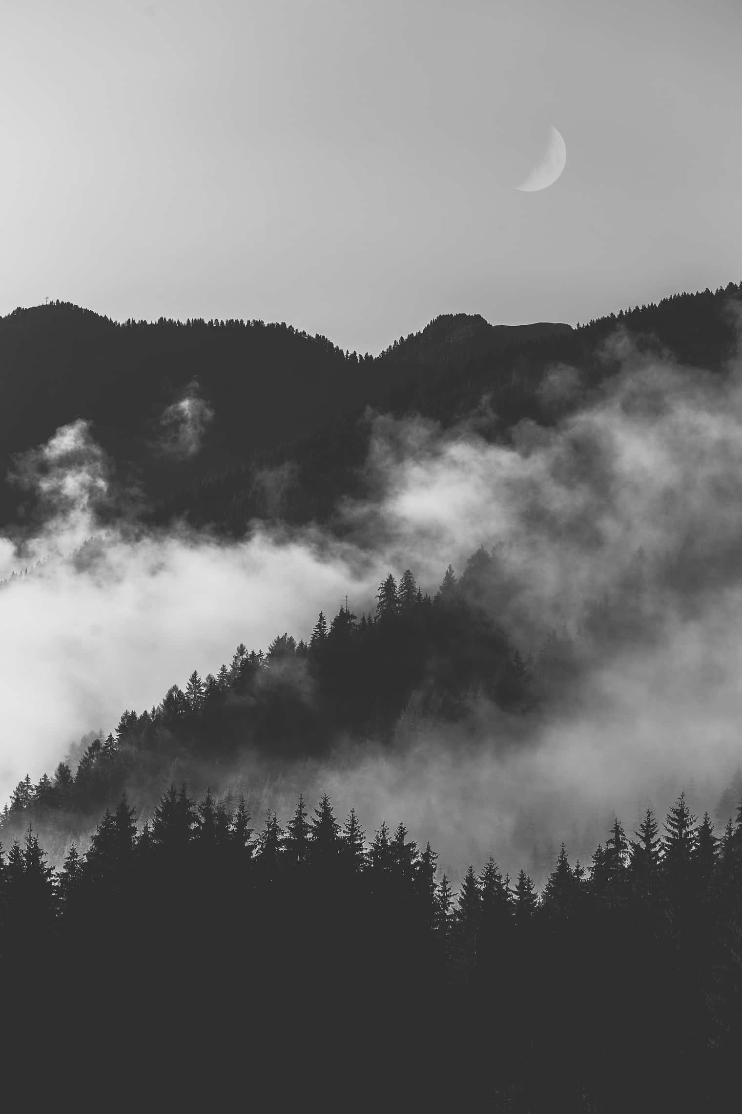 मोनोक्रोम अंधेरा और धुंध भरा जंगल वॉलपेपर