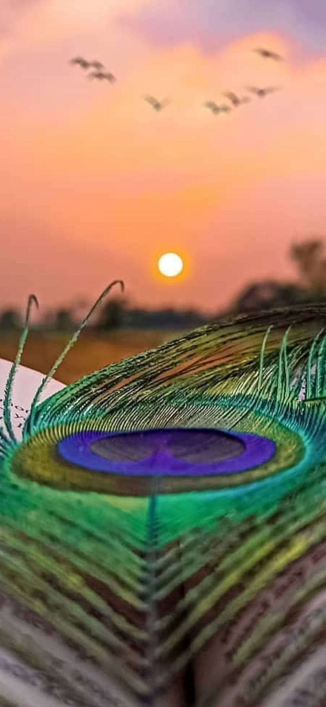 मोर पंख सूर्यास्त वॉलपेपर