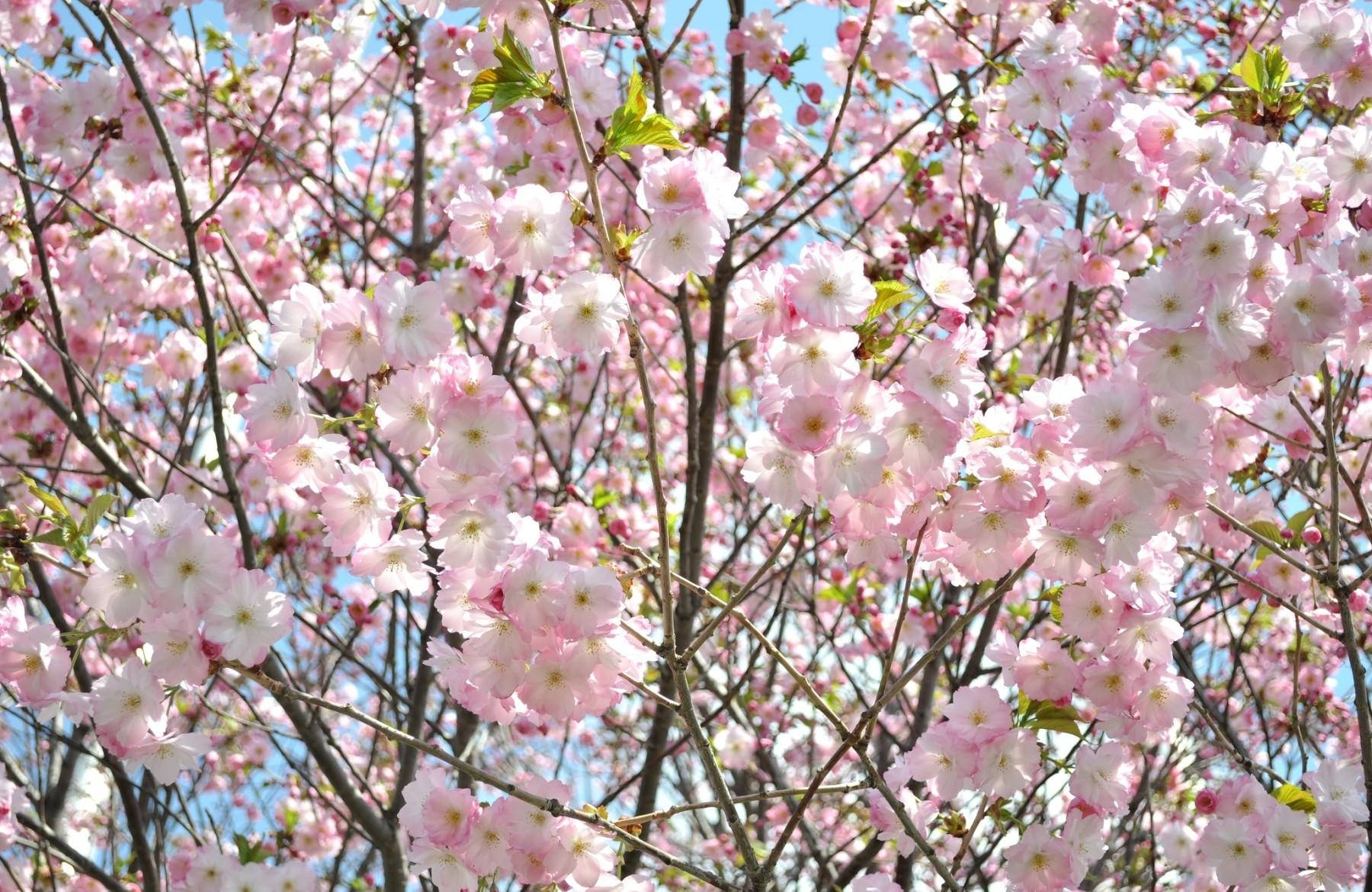 युवा चेरी ब्लॉसम वॉलपेपर