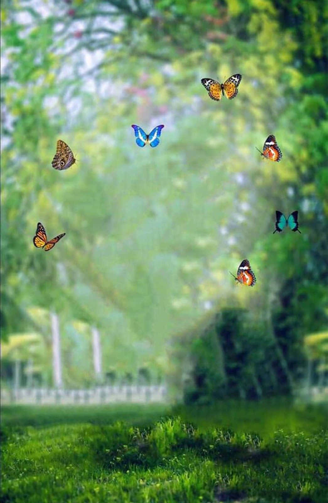 सीबी बैकग्राउंड — तितली वॉलपेपर