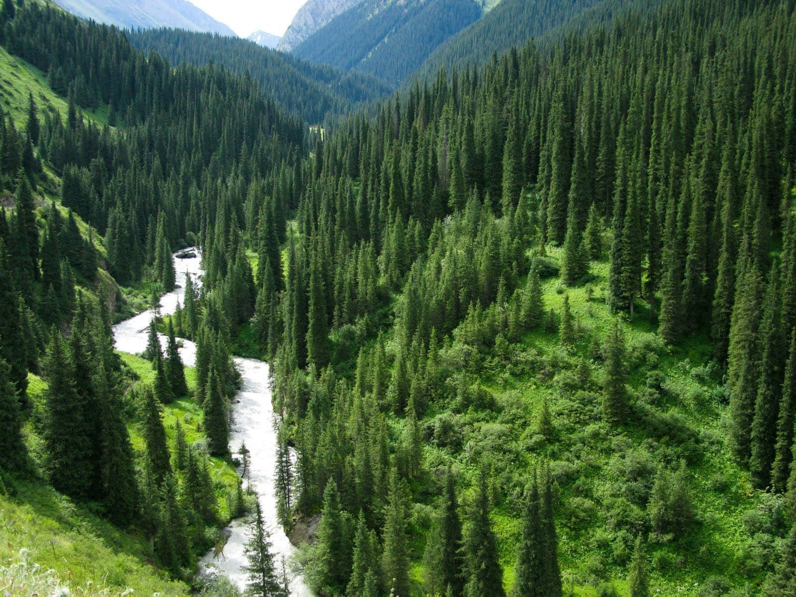 राजसी चीड़ वृक्ष परिदृश्य वॉलपेपर
