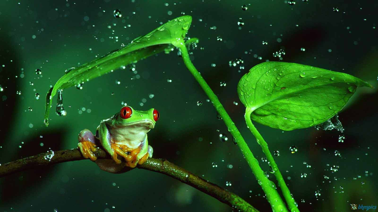 लाल आँखों वाला प्यारा मेंढक वॉलपेपर