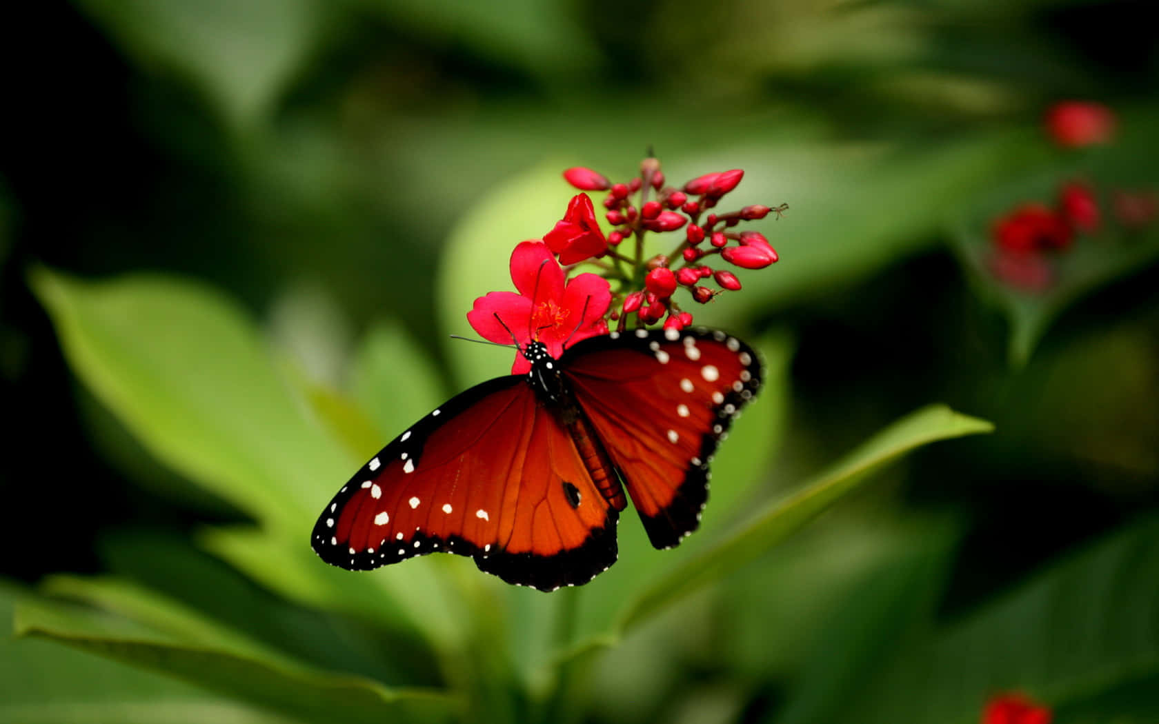 लाल फूल पर लाल तितली वॉलपेपर