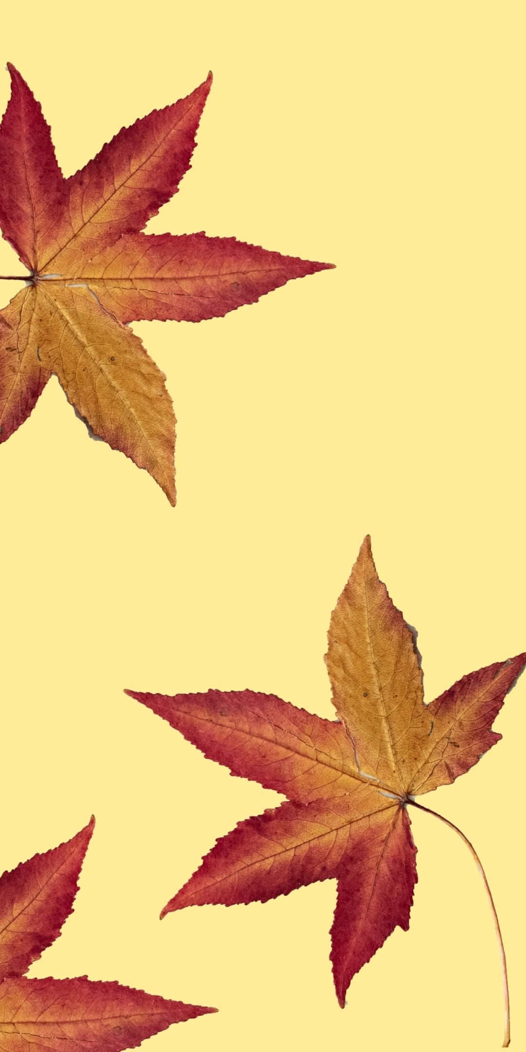 लाल मेपल के पत्तों वाला एंड्रॉयड शरद ऋतु बैकग्राउंड वॉलपेपर