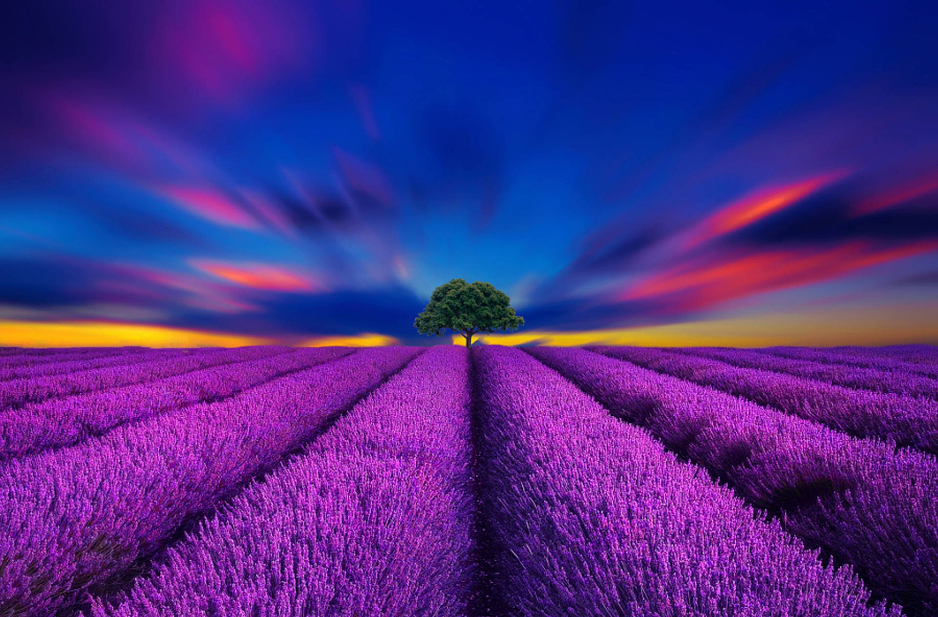 लैवेंडर एस्थेटिक फील्ड और जीवंत नीला आसमान वॉलपेपर
