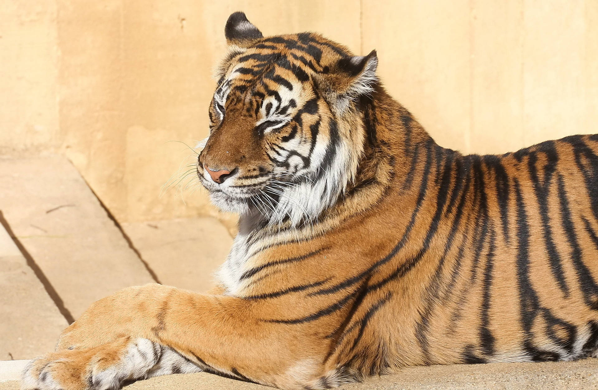 धूप में खूबसूरती से बैठे बंगाल टाइगर की वॉलपेपर — बाघ वॉलपेपर