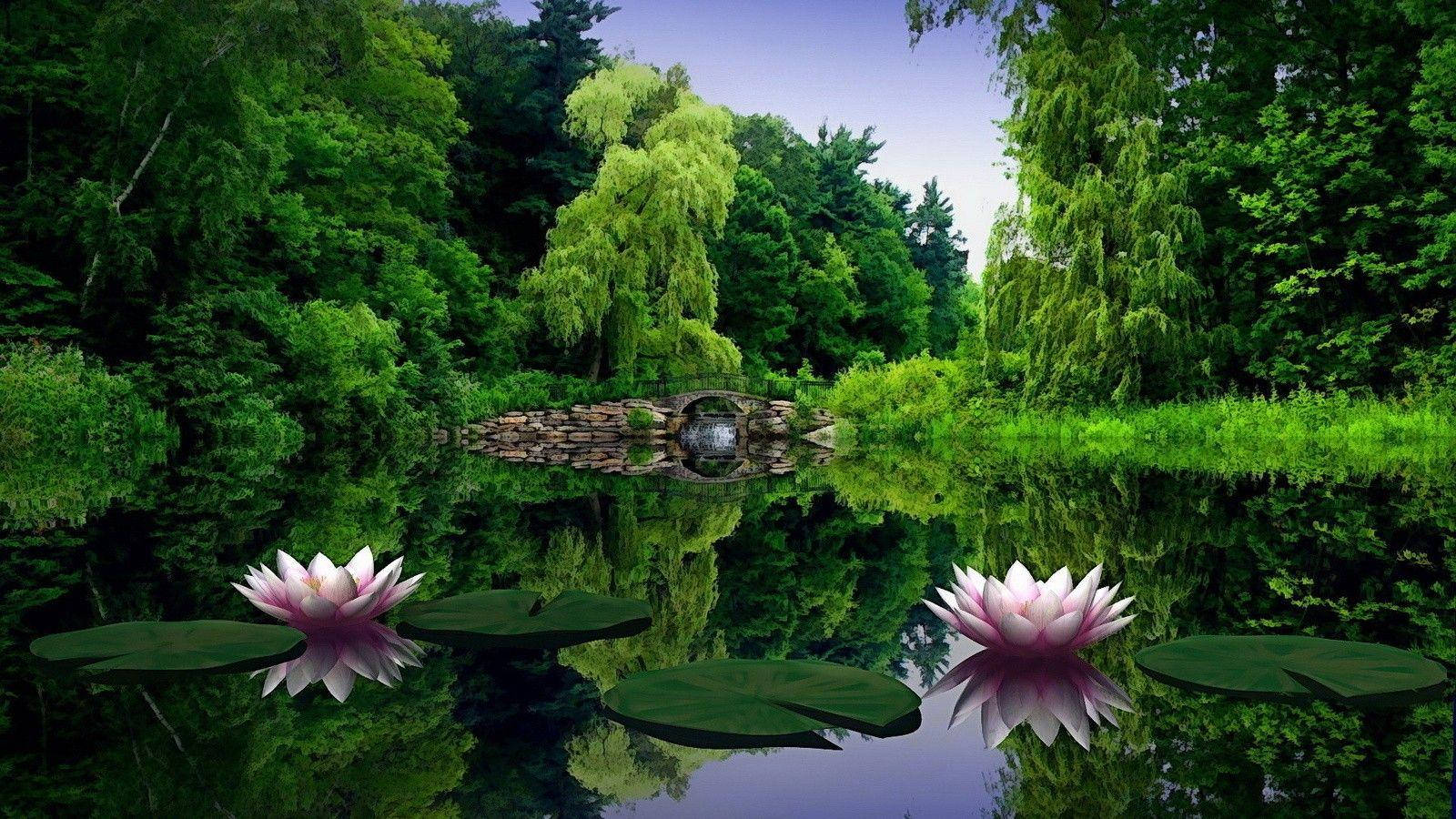 वाटर लिलीज फुल एचडी 1600x900 वॉलपेपर