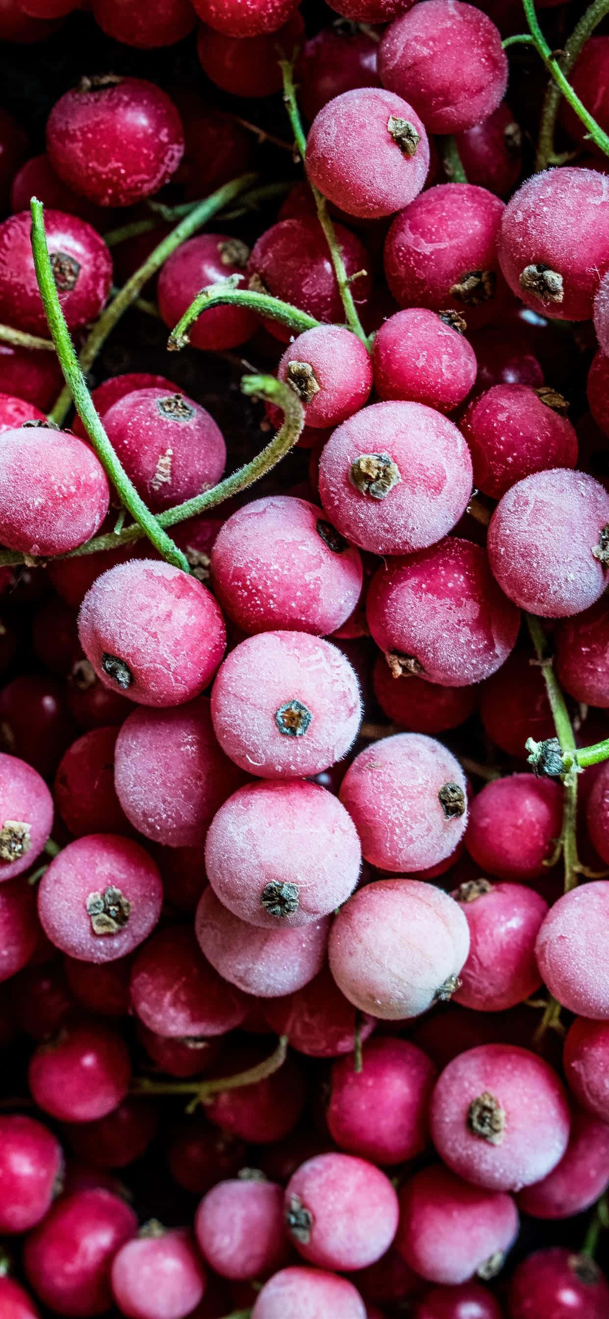 ताजे मिश्रित फलों का स्थिर जीवन वॉलपेपर