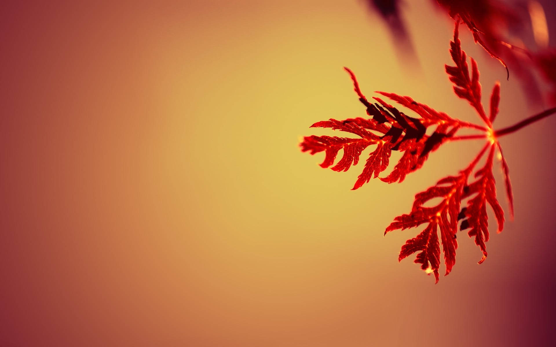 शरद ऋतु के पत्तों की पृष्ठभूमि वॉलपेपर