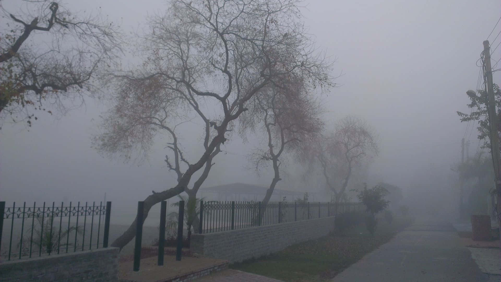 शांत सौंदर्य ग्रे बैकग्राउंड वॉलपेपर