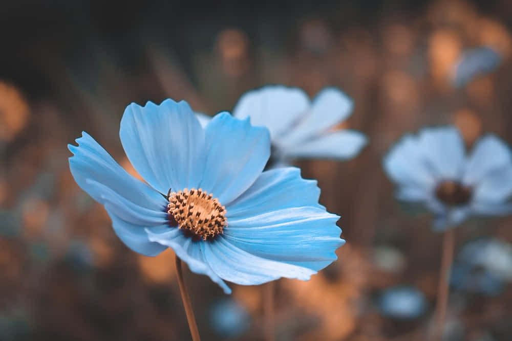 शांति और सुकून का एहसास वॉलपेपर