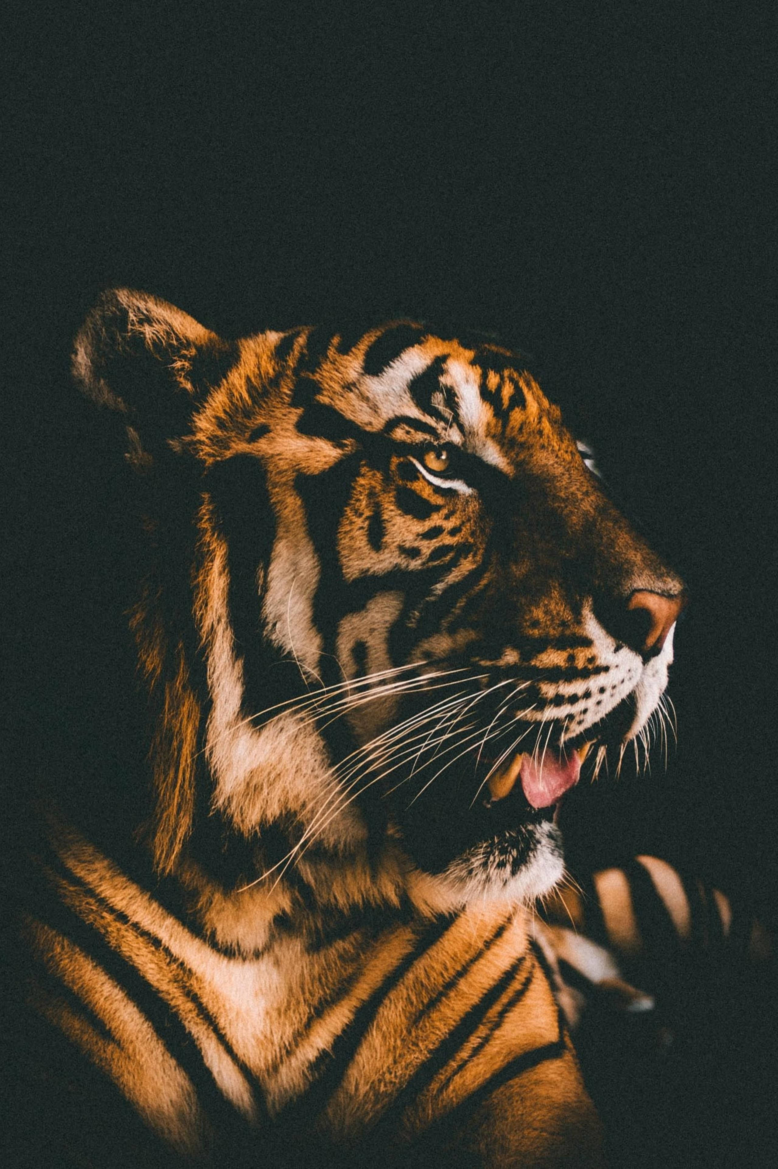 शानदार हरिमाऊ फिल्म फिल्टर वॉलपेपर