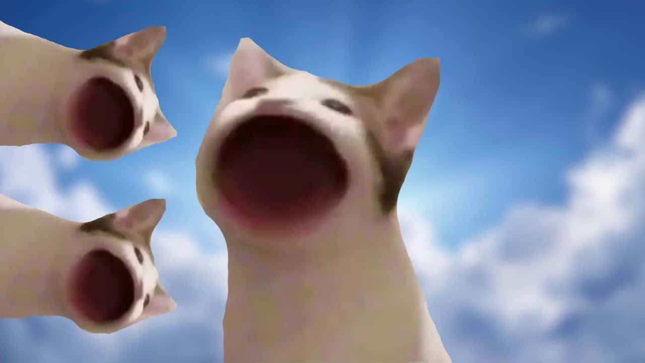 शापित पॉप कैट मीम तस्वीर वॉलपेपर