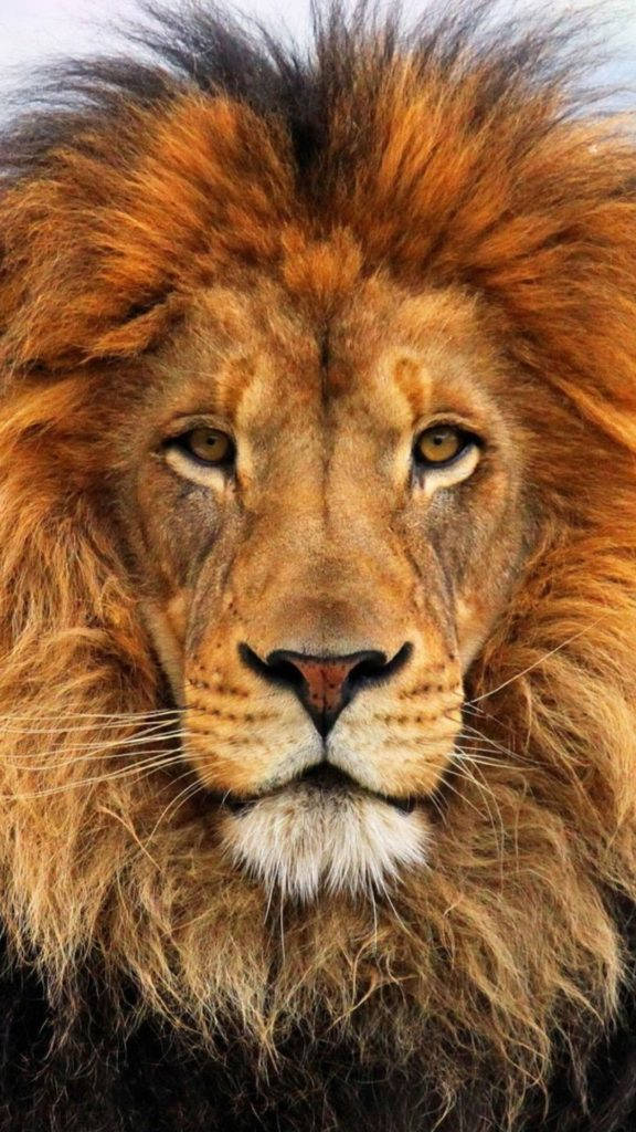 शेर आईफोन 6 वॉलपेपर