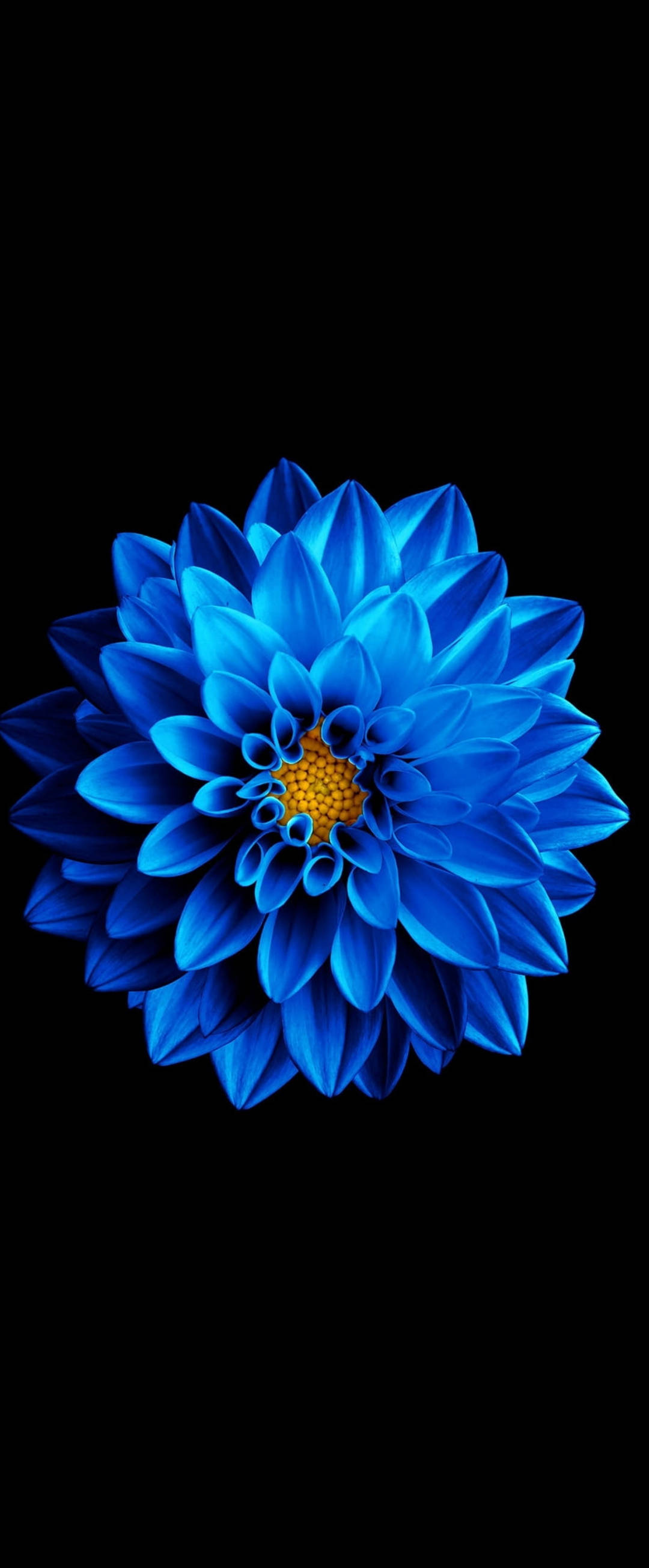 सुपर AMOLED नीला Zinnia वॉलपेपर