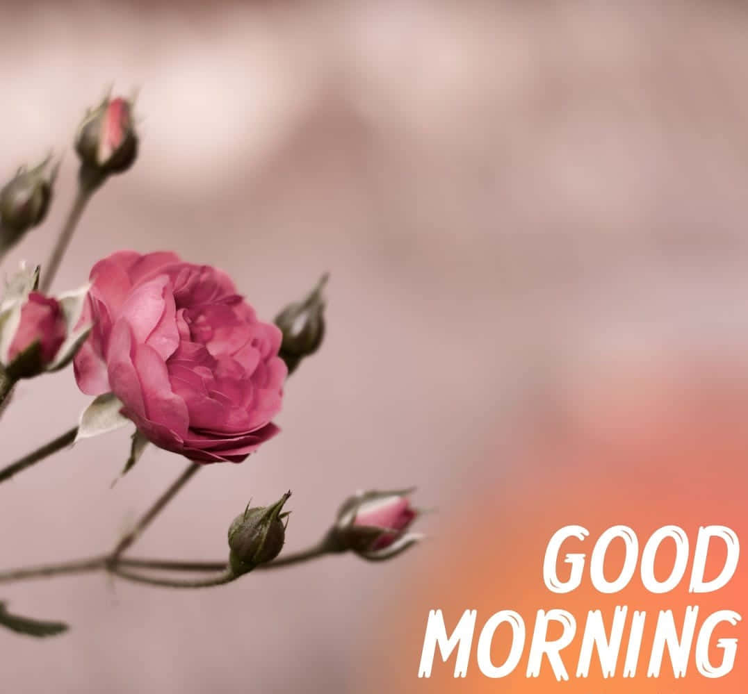 सुबह के फूल गुलाबी ग्रे वॉलपेपर