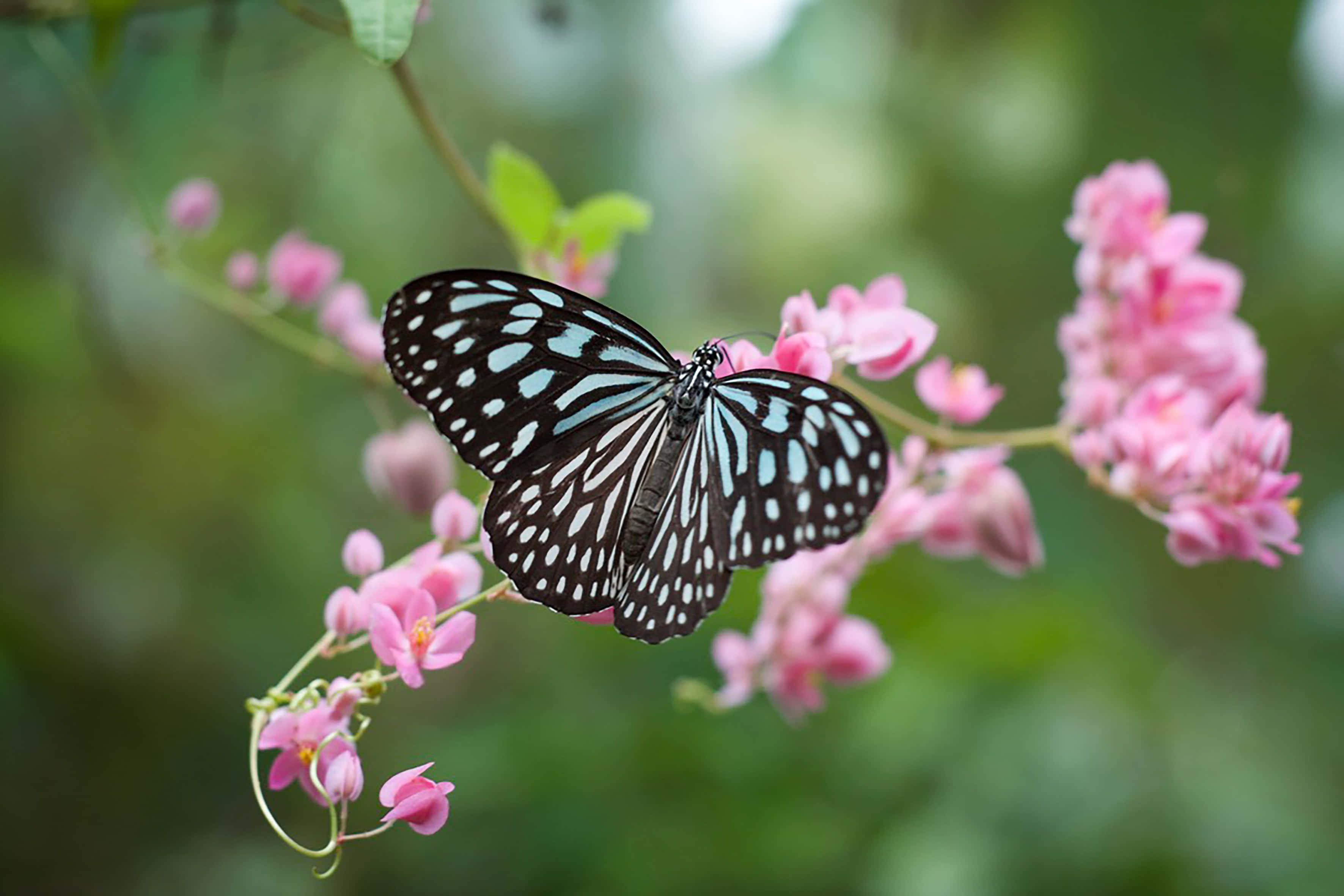 सौंदर्यपूर्ण तितली वॉलपेपर