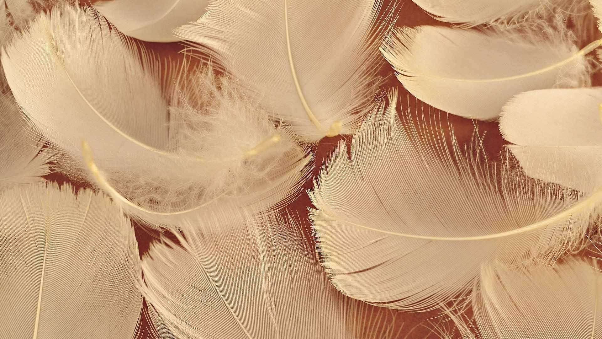 सौंदर्यपूर्ण भूरे पक्षी के पंख वॉलपेपर