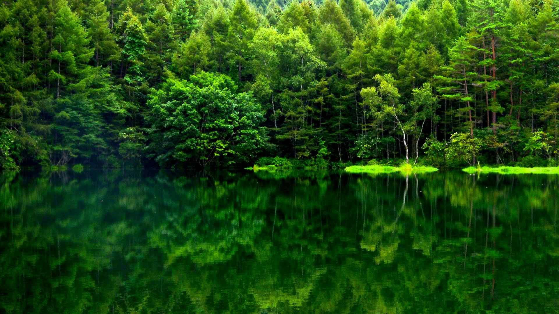 हरे जंगल का दृश्य प्रतिबिंब वॉलपेपर