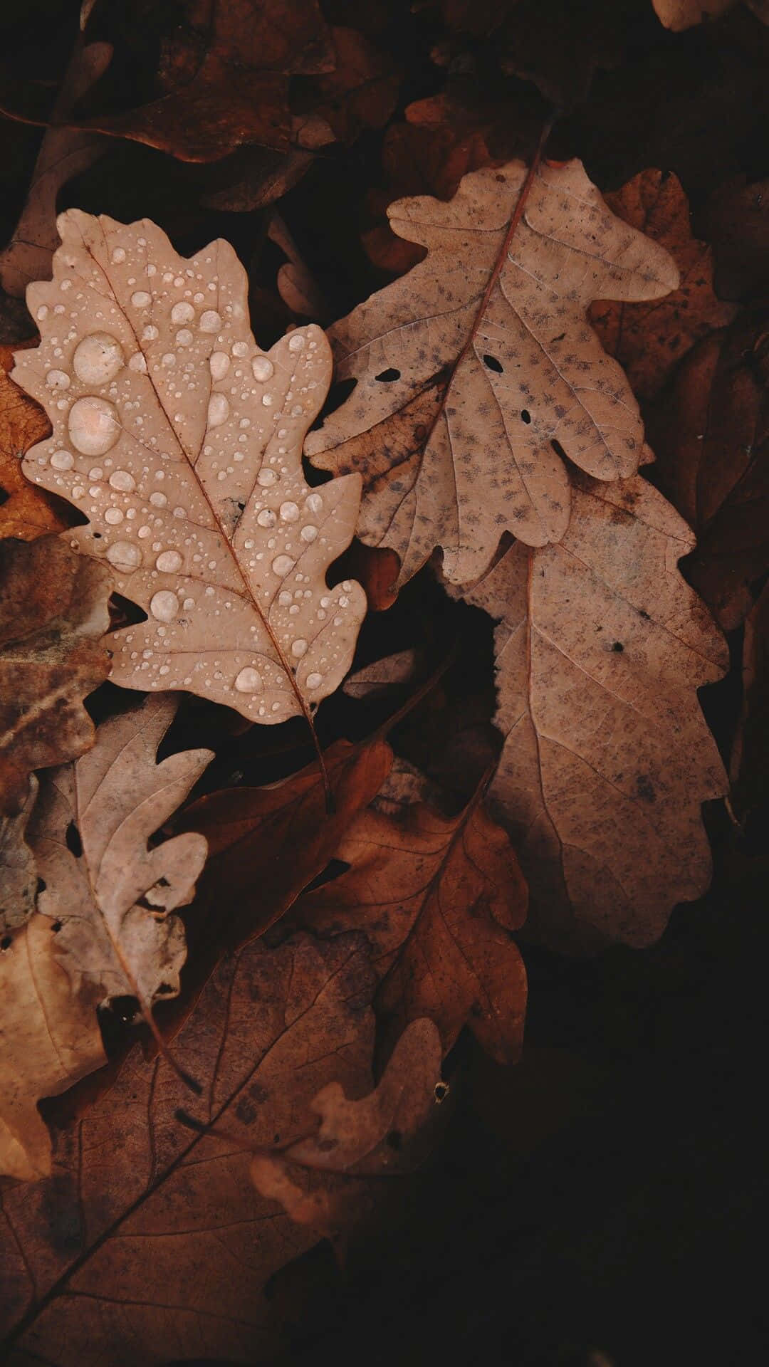 हल्के भूरे रंग की सौंदर्यपूर्ण तस्वीरें वॉलपेपर