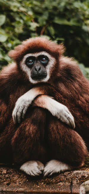 Android Gibbon पृष्ठभूमि — आईफोन 14 प्लस वॉलपेपर