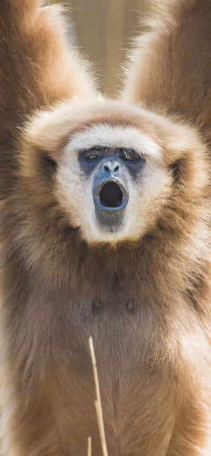 iPhone Xs Max Gibbon पृष्ठभूमि — 1170x2532 वॉलपेपर