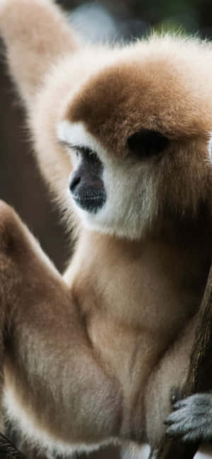 iPhone Xs Max Gibbon पृष्ठभूमि — आईफोन 14 प्लस वॉलपेपर