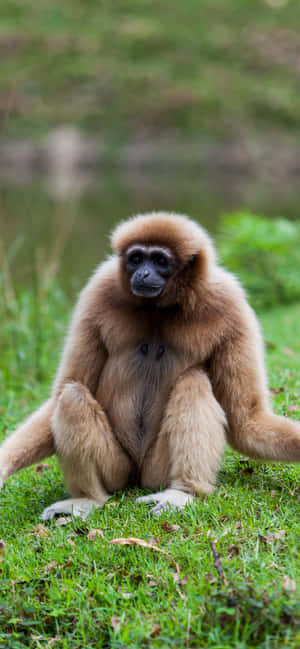 iPhone Xs Max Gibbon पृष्ठभूमि