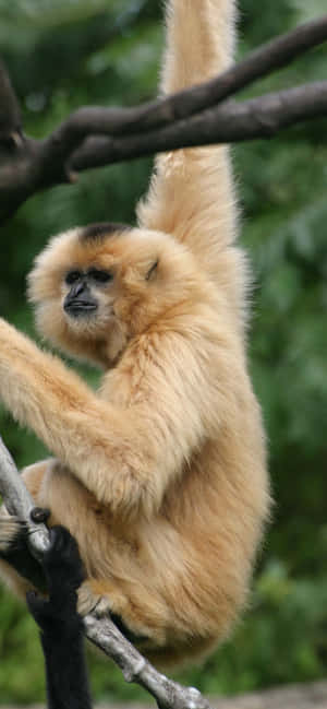 Iphone Xs Max Gibbon बैकग्राउंड — ओप्पो F31 Pro वॉलपेपर