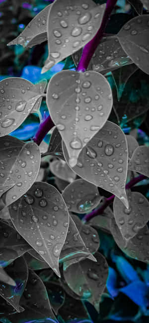 1284x2778 — वनप्लस आर वॉलपेपर