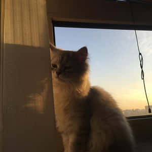 सौंदर्यपूर्ण बिल्ली की तस्वीरें — सौंदर्यपूर्ण बिल्ली वॉलपेपर