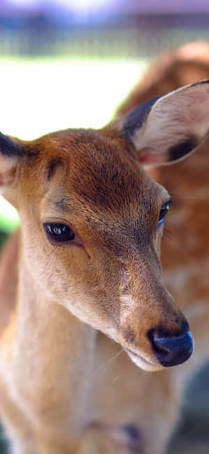 प्यारा जानवर आईफोन — पिक्सल 8a वॉलपेपर