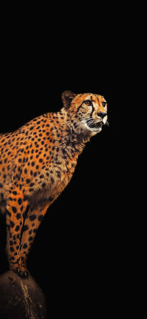 Cheetah Iphone — ओप्पो रेनो16सी वॉलपेपर