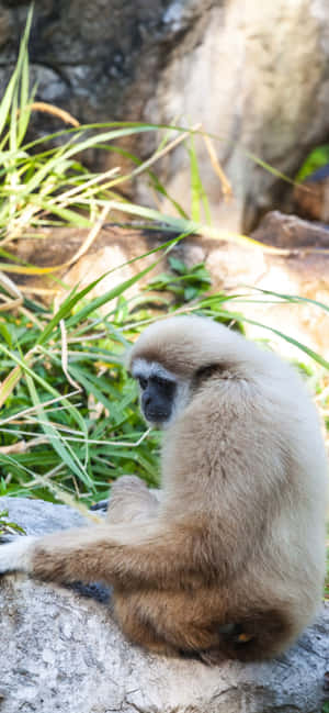 iPhone Xs Max Gibbon पृष्ठभूमि — ओप्पो F31 वॉलपेपर