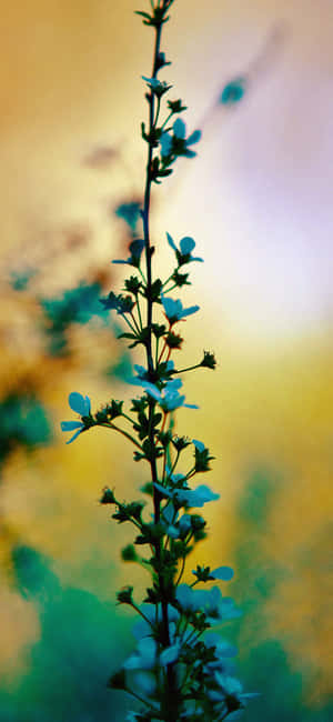 गुलाबी सौंदर्य — नोकिया C210 वॉलपेपर