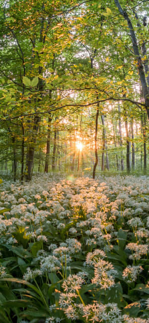 पिक्सल 3 स्प्रिंग बैकग्राउंड — वनप्लस ऐस 5 अल्ट्रा वॉलपेपर