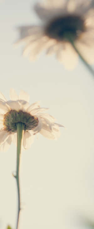 1080x2636 — 小米 Mix Flip 2 वॉलपेपर