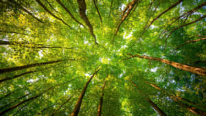 जंगल की पृष्ठभूमि — 森林景观 वॉलपेपर