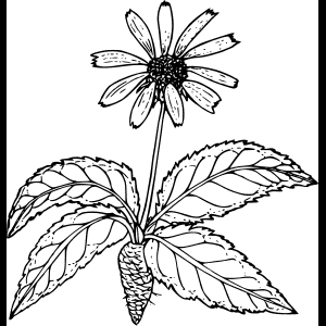 जंगली फूल_ स्केच_ चित्रण.png